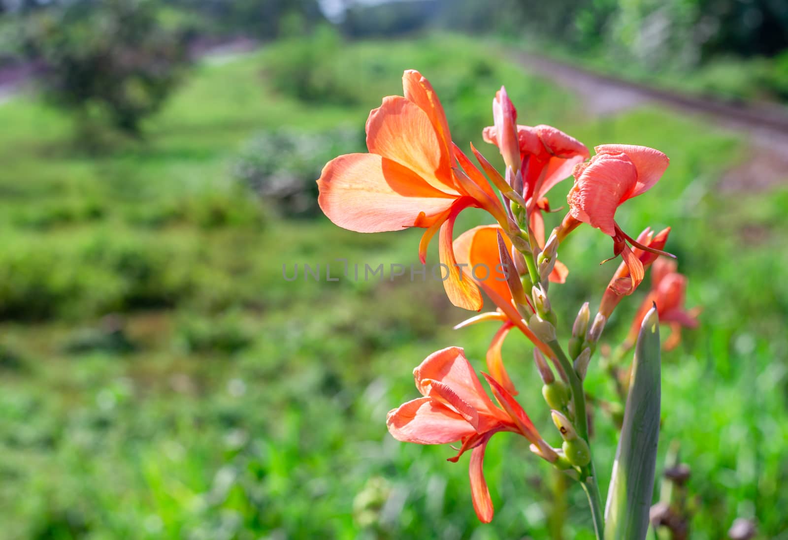 Lilium bulbiferum or orange lily flower on blurred green nature background in sunlight