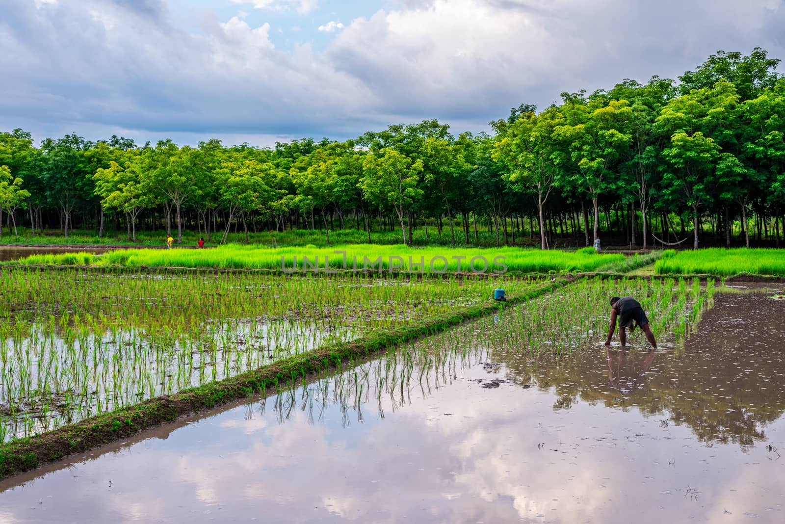 Rice field, Agriculture, paddy, with farmer by Suwanmanee