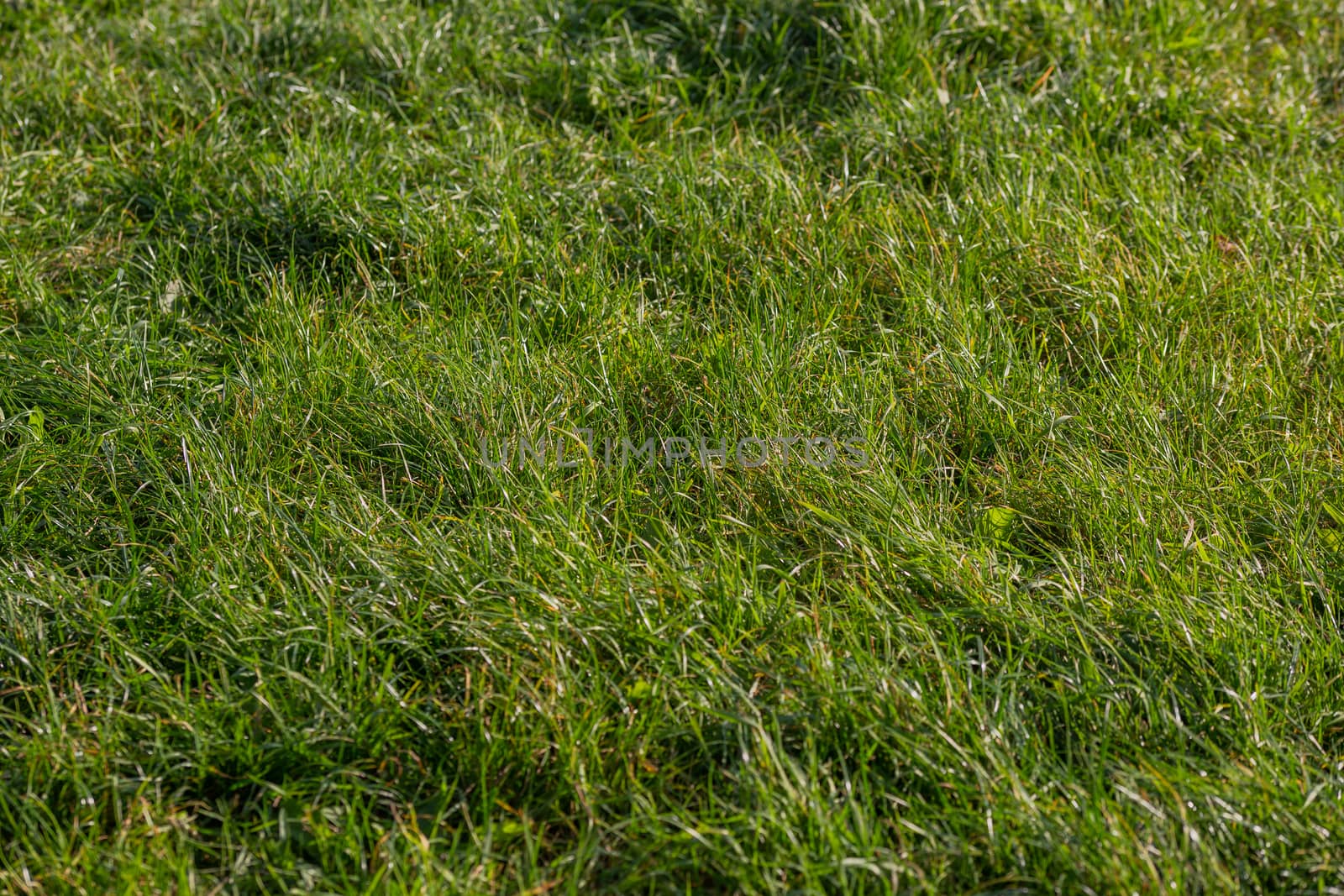 abstract selective focus wild grass full frame background at summer daytime.