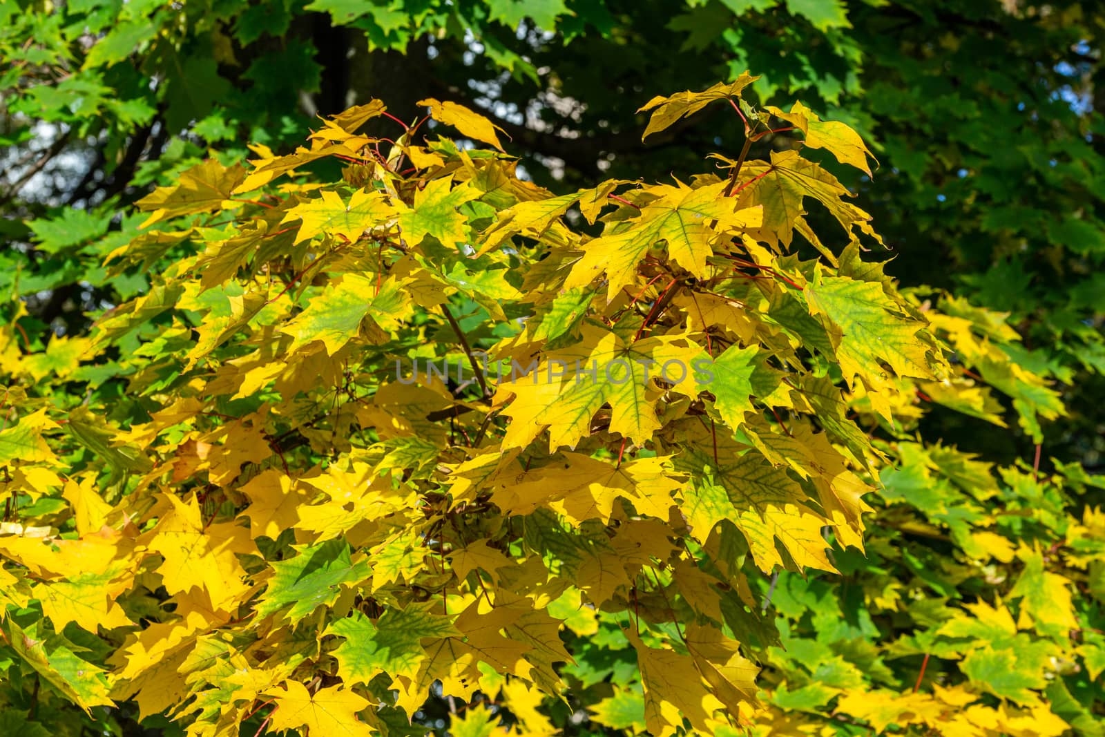 autumn maple leaves in yellow-green tones - close view with bokeh, direct daylight
