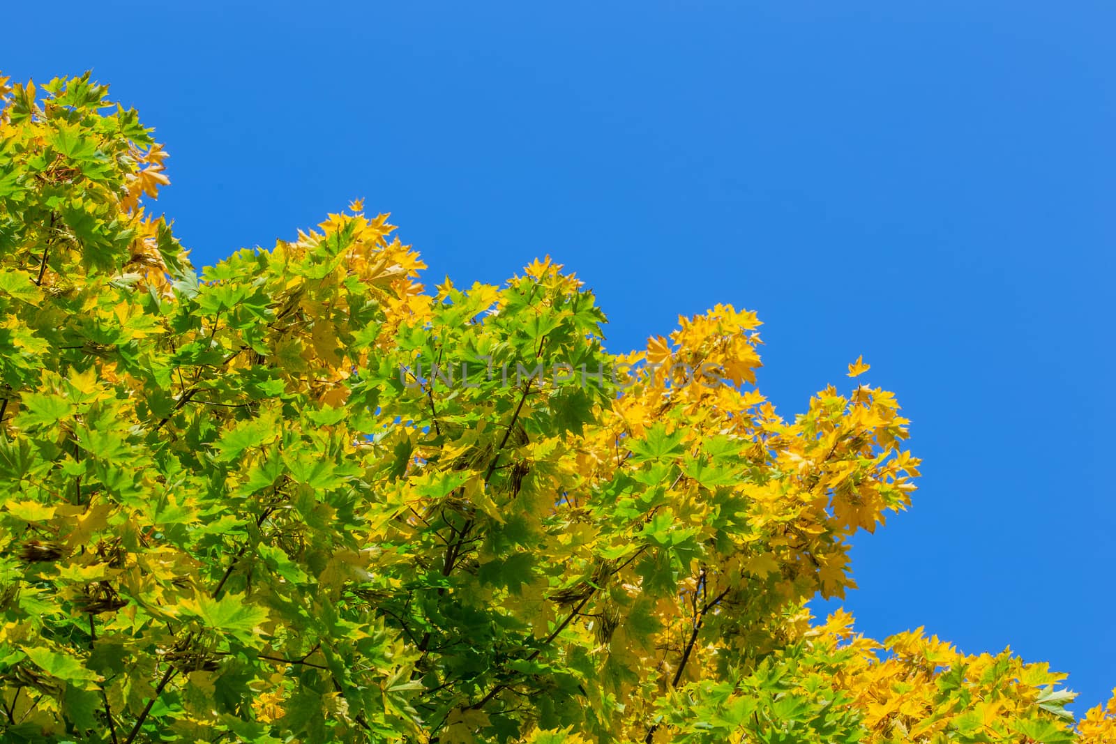unadorned autumnal maple tree yellow and green leaves on clear blue sky background.