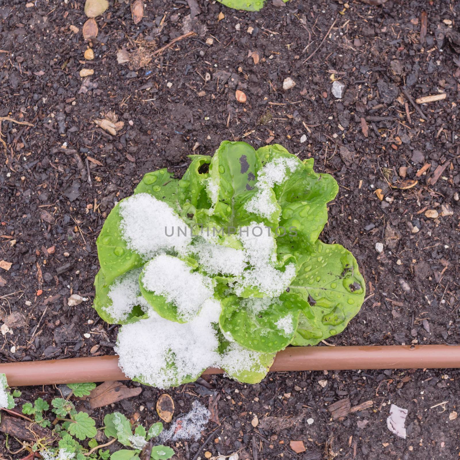Top view one lettuce plant with snow covered at community garden near Dallas, Texas, America. Organic salad green winter crop with irrigation system and mulch soil