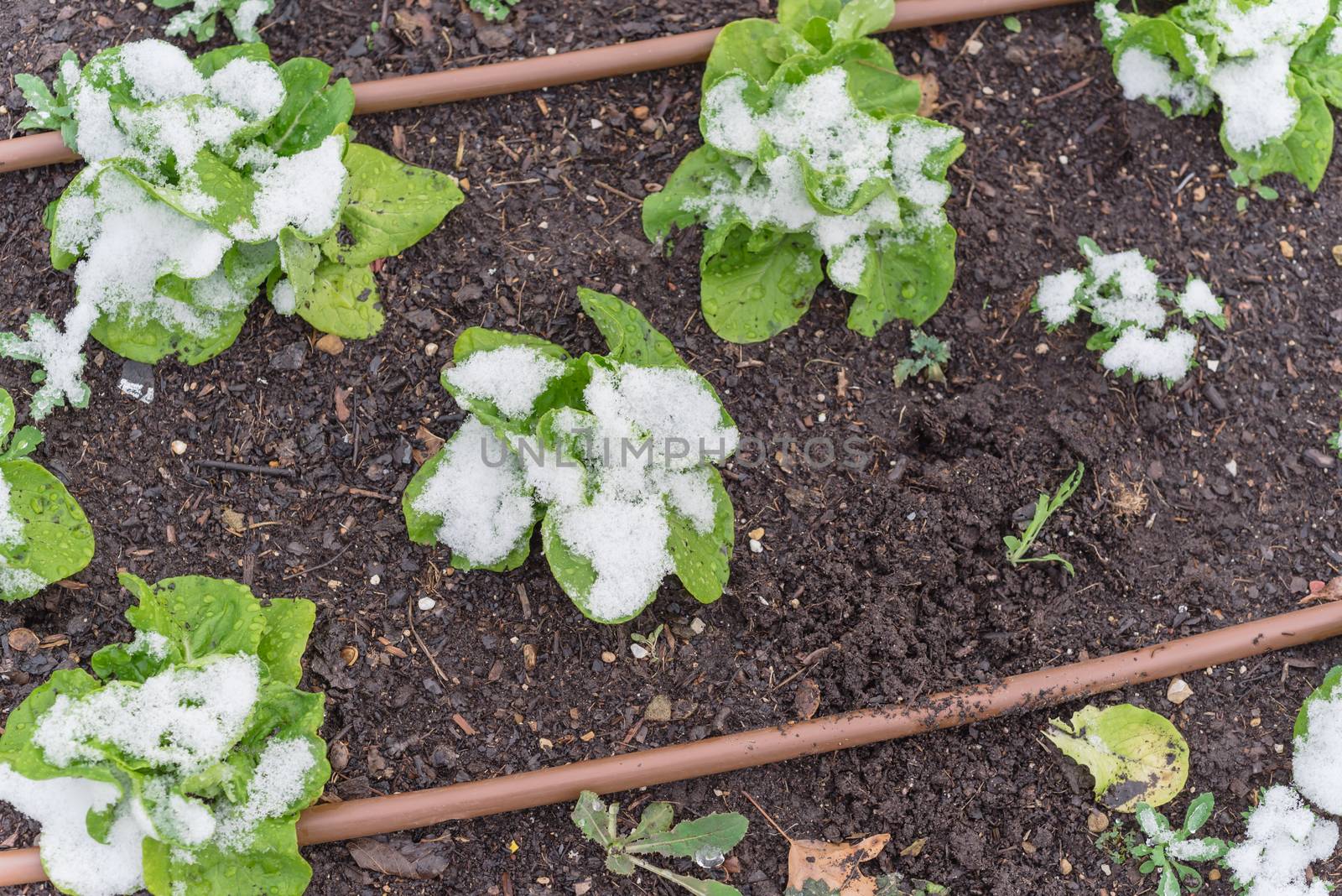 Row of lettuce plants with snow covered at community garden near Dallas, Texas, America. Organic salad green winter crop with irrigation system and mulch soil
