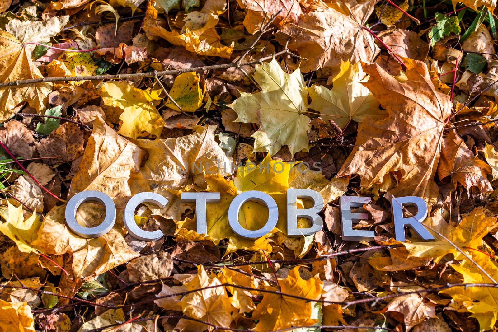 the word october laid with silver metal letters on the ground dry maple leaves.