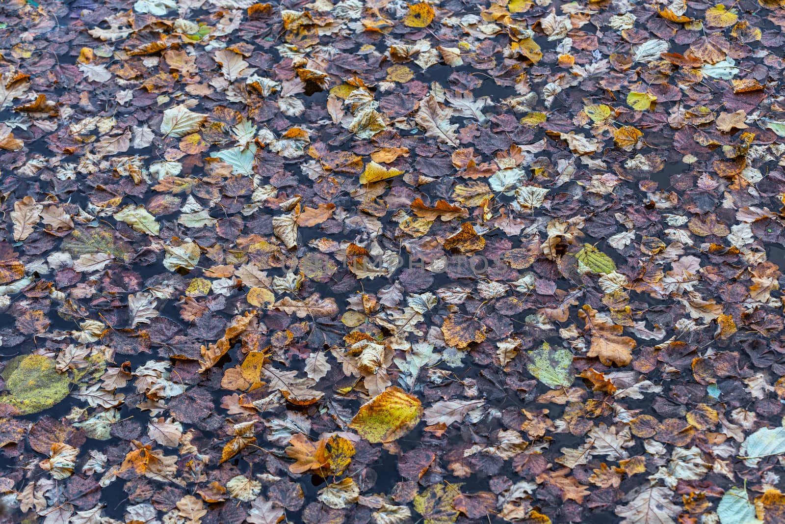 full frame background of different types of authmnal tree leaves floating on water surface.