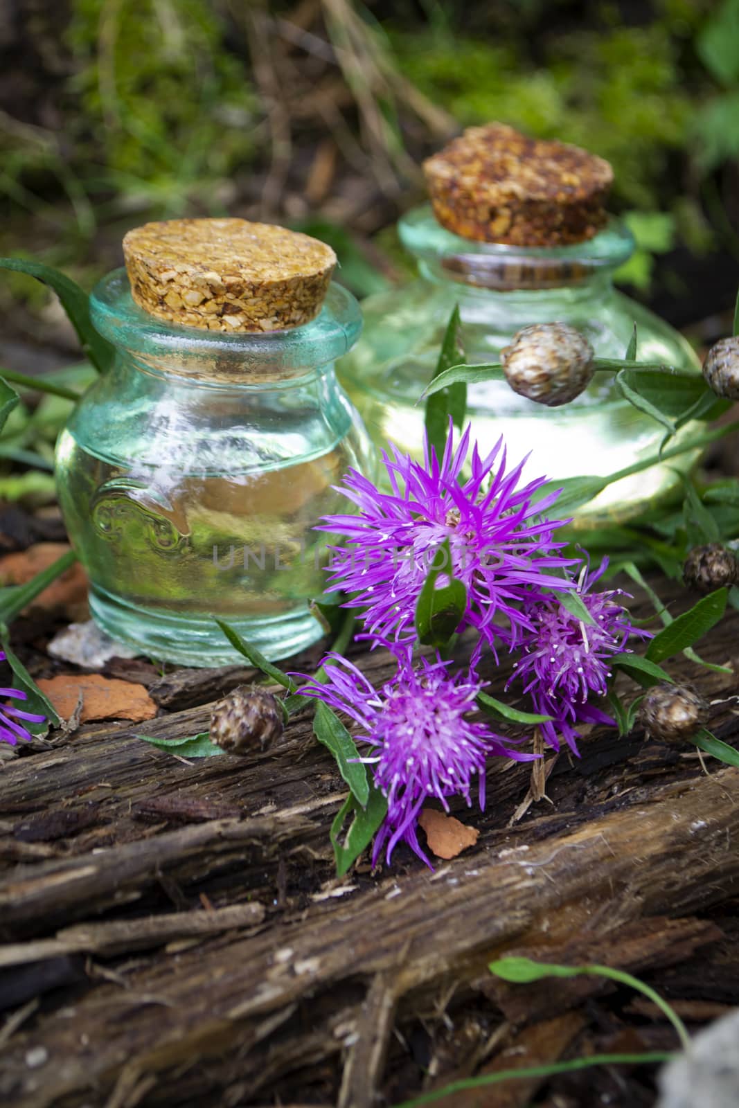 Centaurea jacea. Amazingly beautiful flower that grows in all fields and meadows. Essential oil.