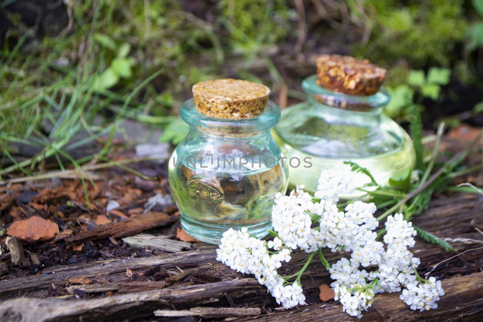 yarrow essential oil in the glass bottles, with fresh yarrow flowers, on the natural surface