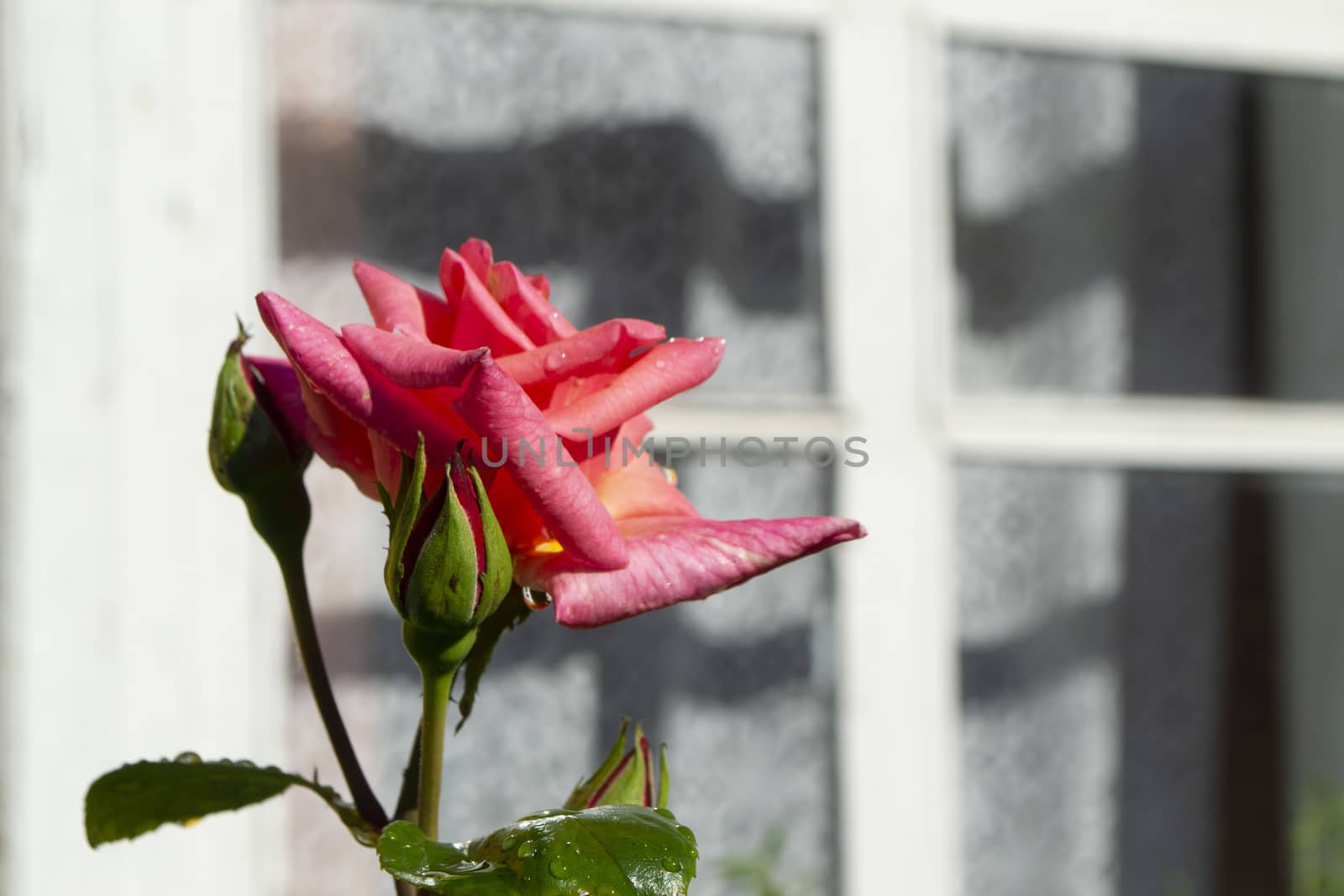 single tender pink rose under a old wooden window, conceptual image