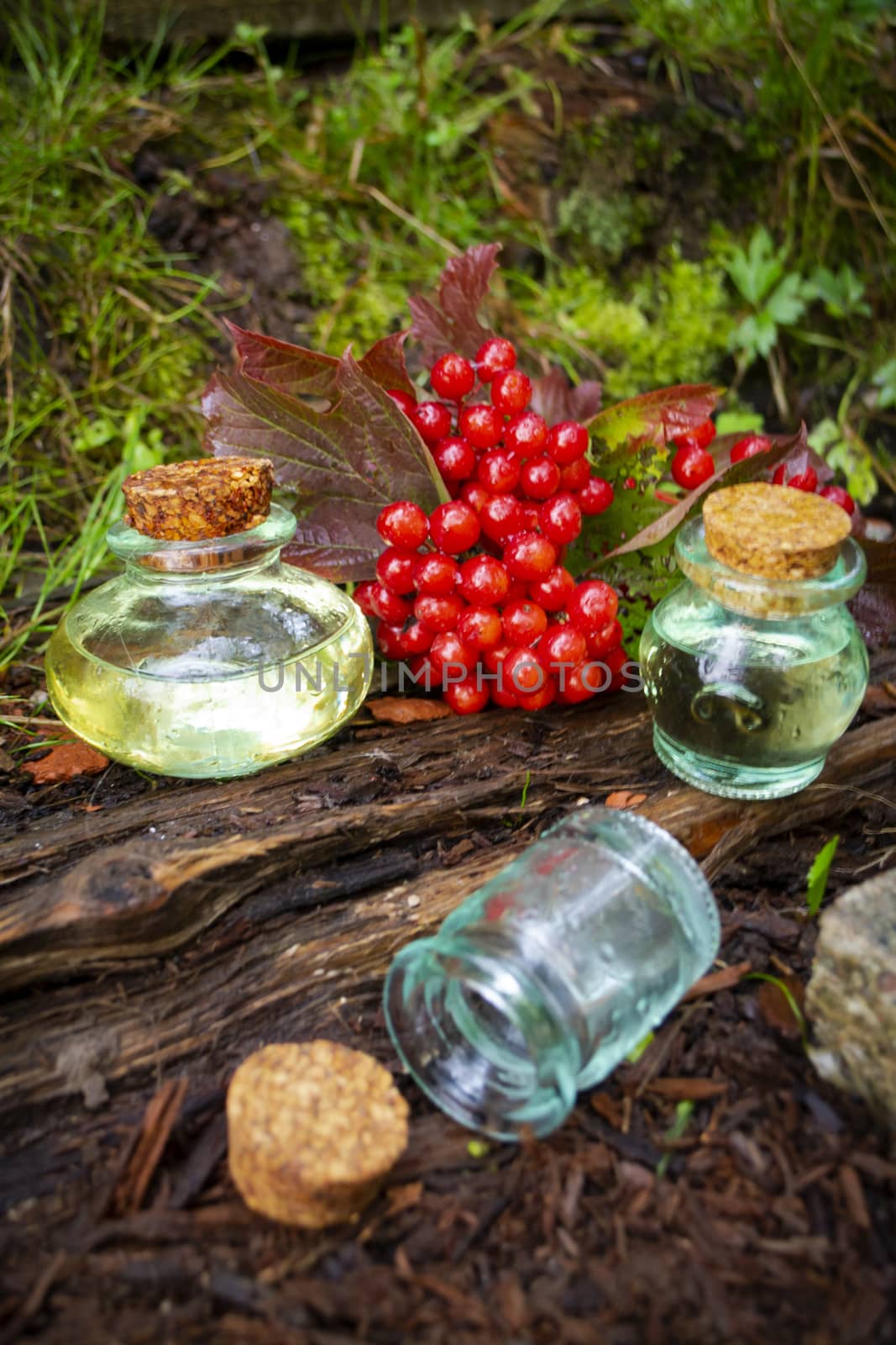 Essence of Viburnum on natural background in a beautiful small glass jars