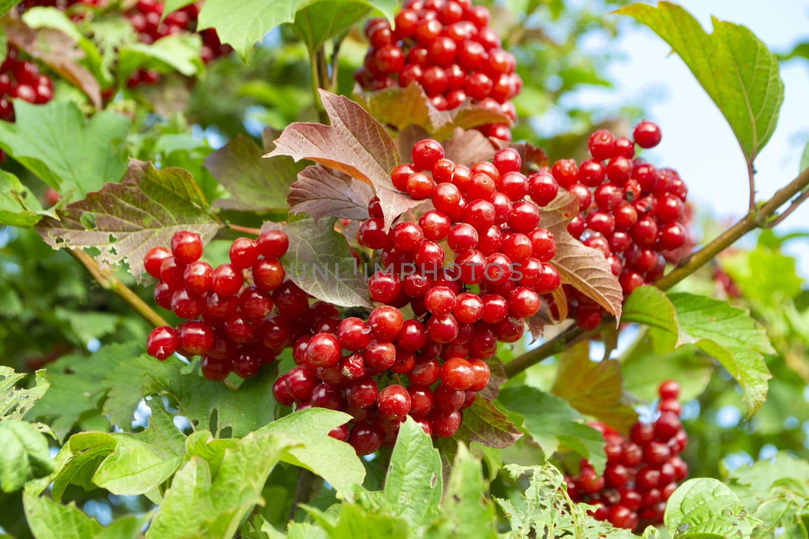 branch of wild red viburnum in the garden, autumn saison