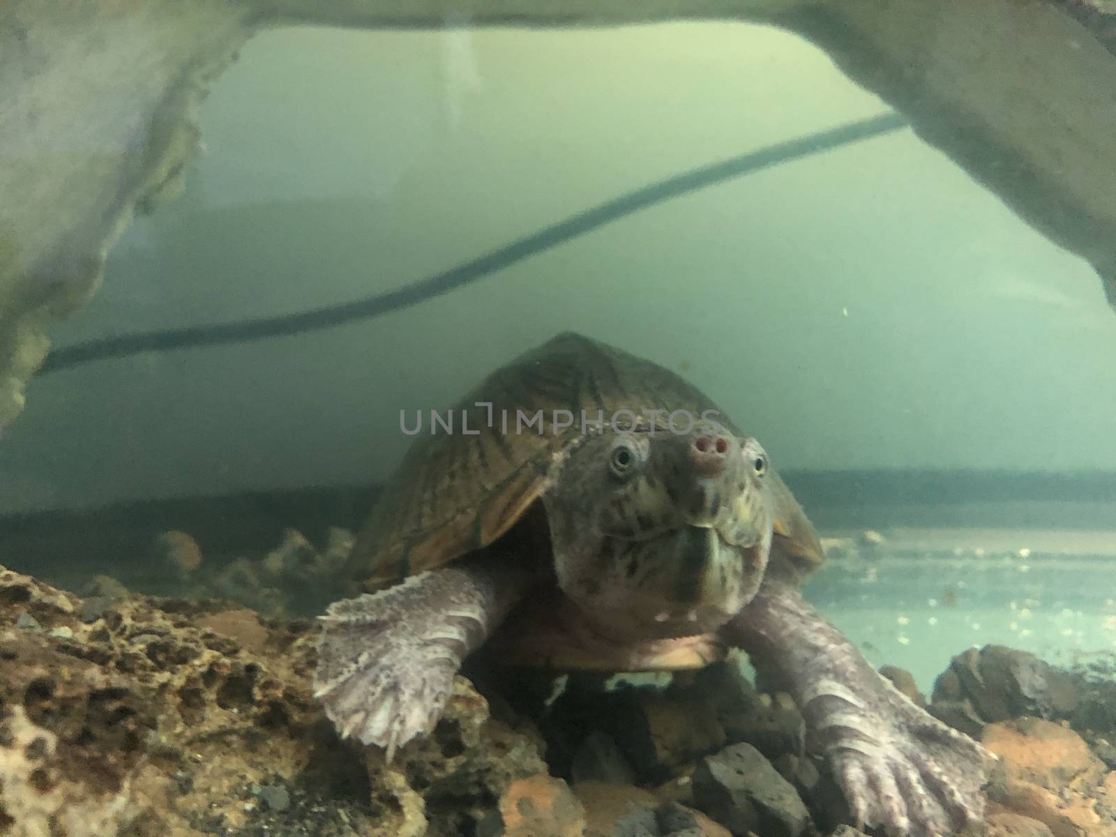 underwater razorback musk turtle. High quality photo