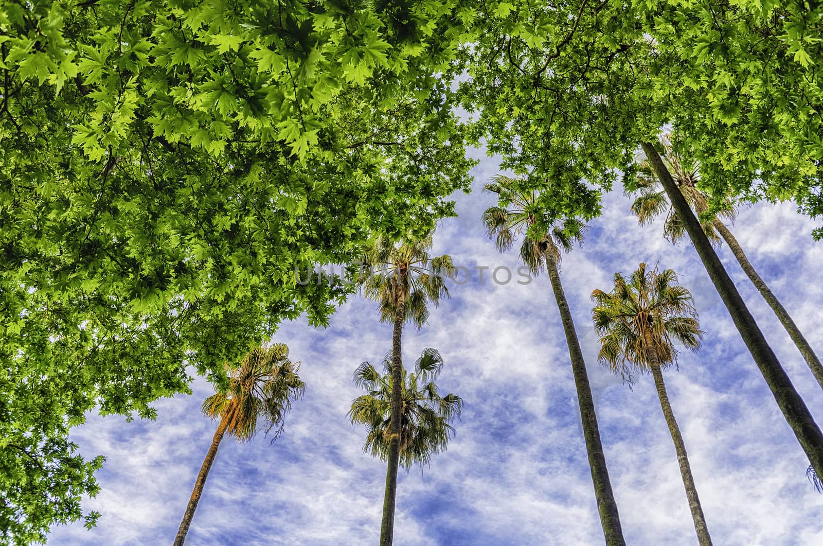 Bottom view of beautiful palm trees inside a public garden in Rome, Italy