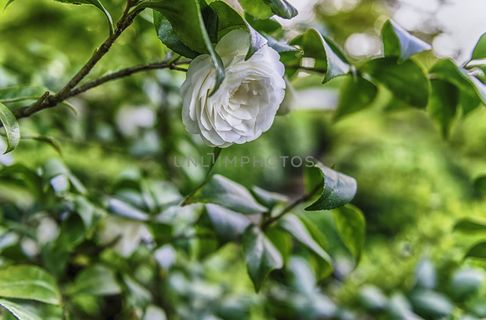 White flower closeup on green garden background on a sunny day