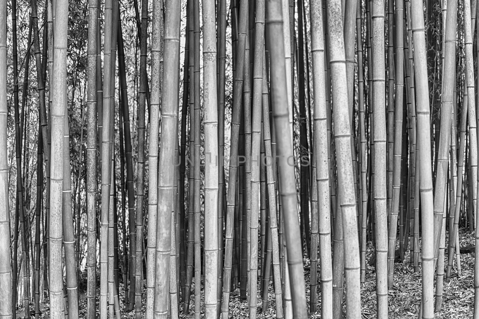Background with foliage pattern of bamboo trees in a grove or forest