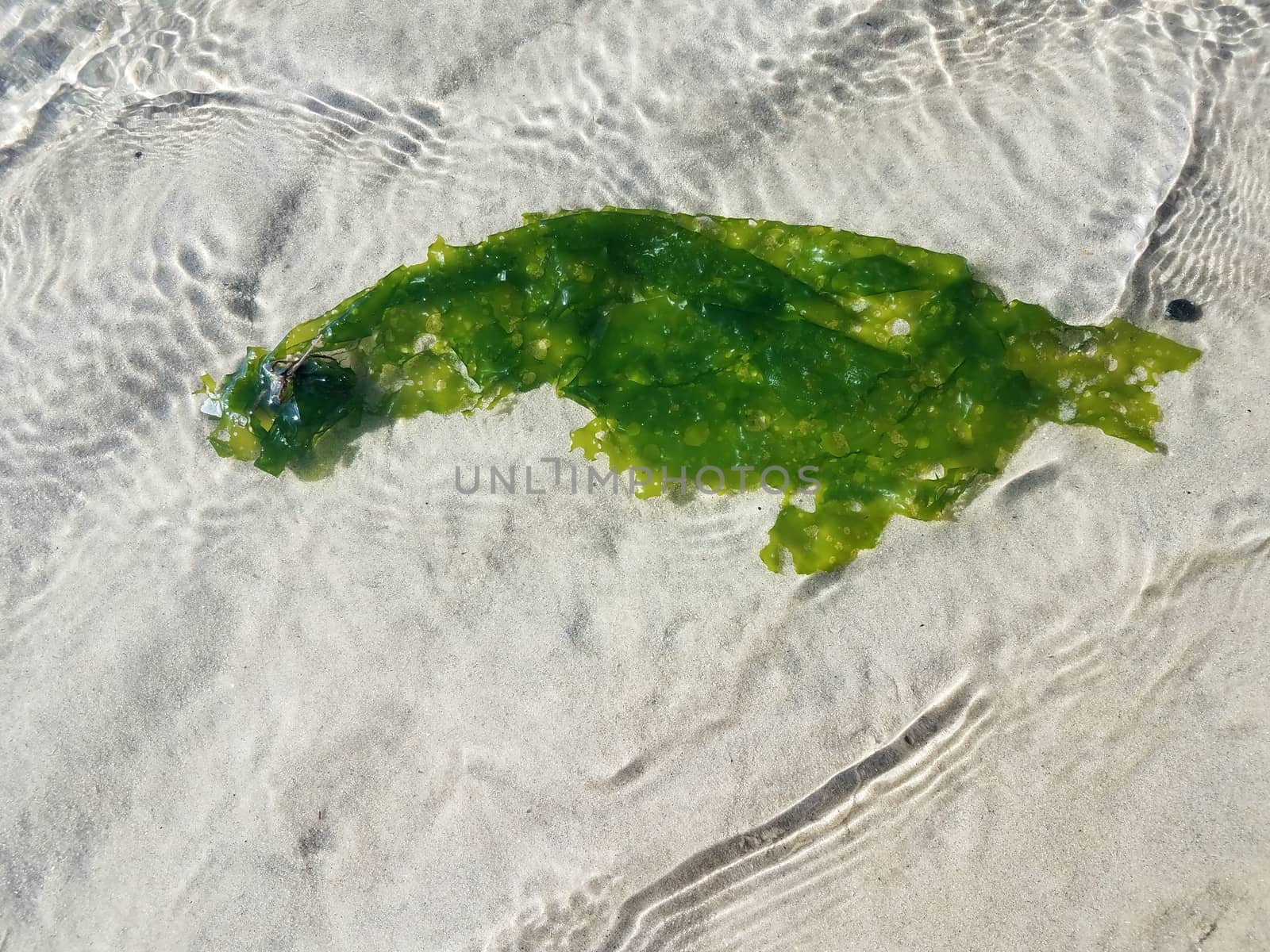 green kelp or seaweed floating in water with sand by stockphotofan1