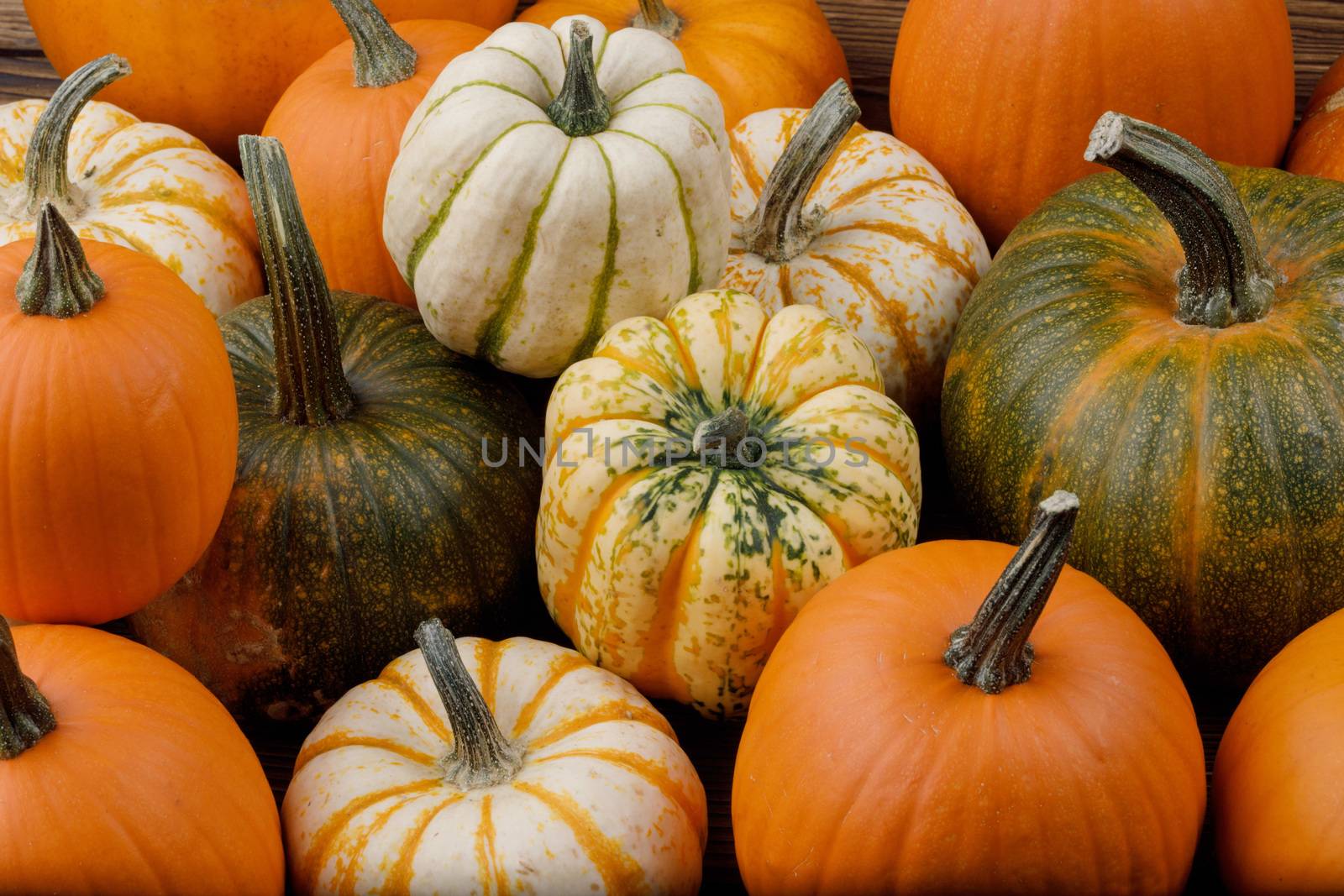 Assortiment of autumn harvested pumpkins in a heap background , Halloween holiday concept