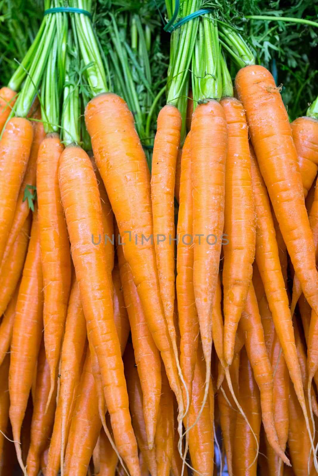 Fresh carrots for sale at the grocery