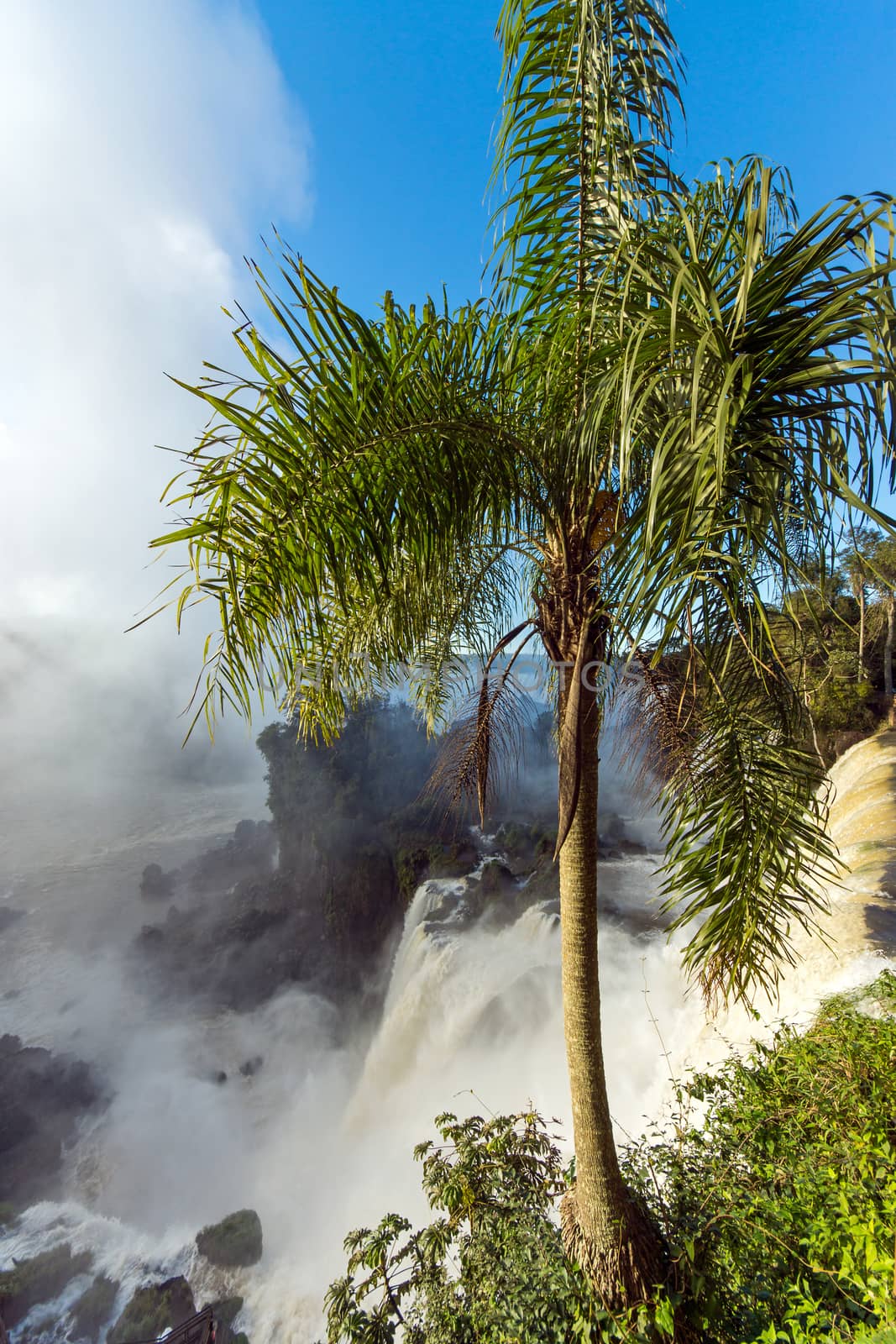 A palm tree with the Iguazu falls in South America