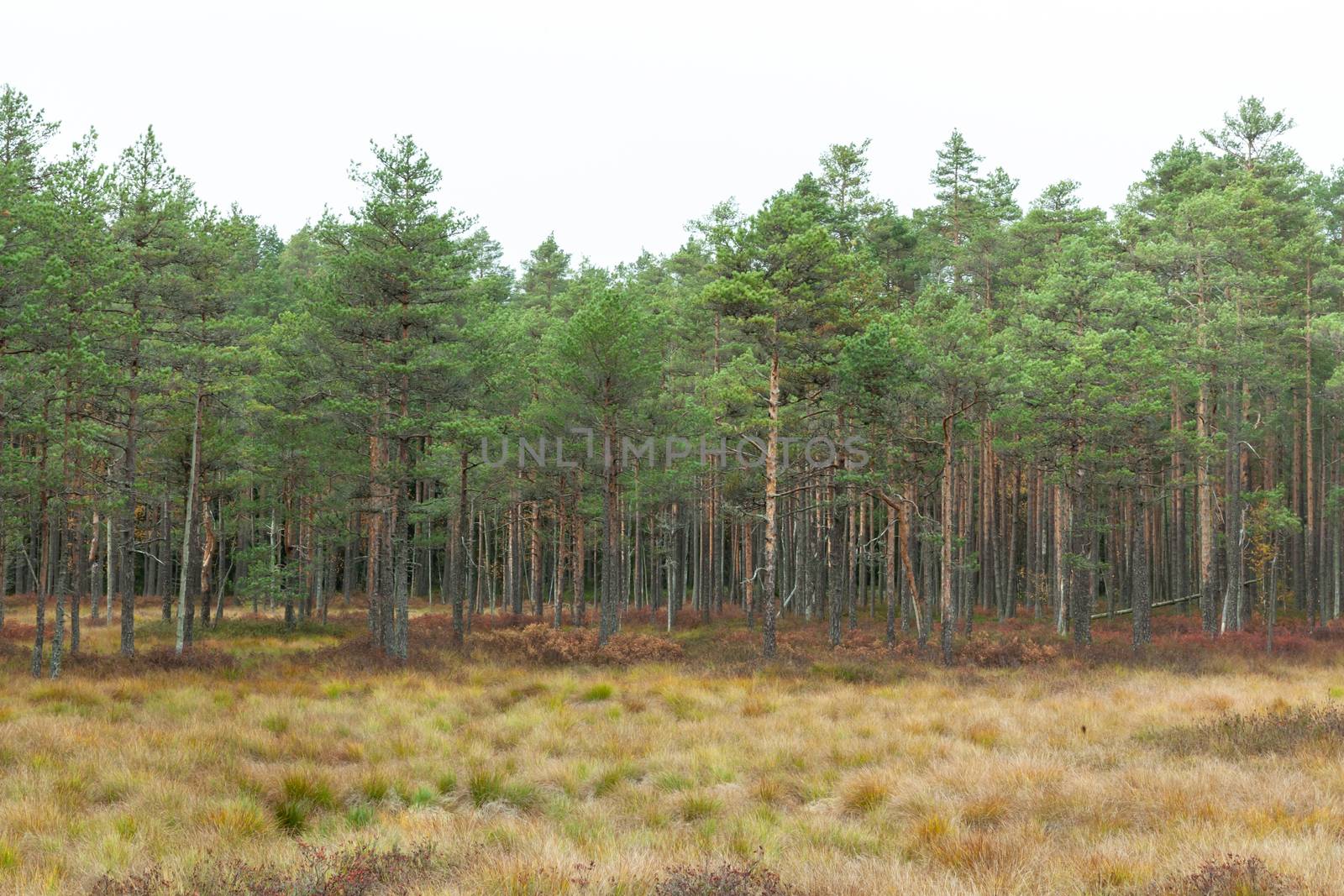 Viru Raba, Lehemaa National Park, Estonia by vlad-m