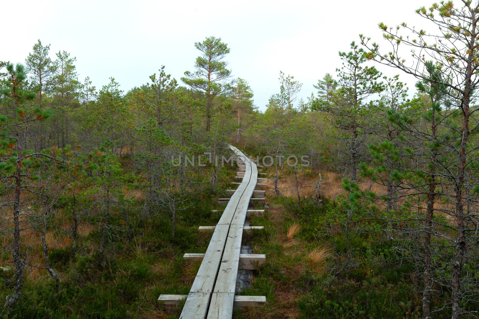 Paths in Viru Raba, Lehemaa National Park, Estonia