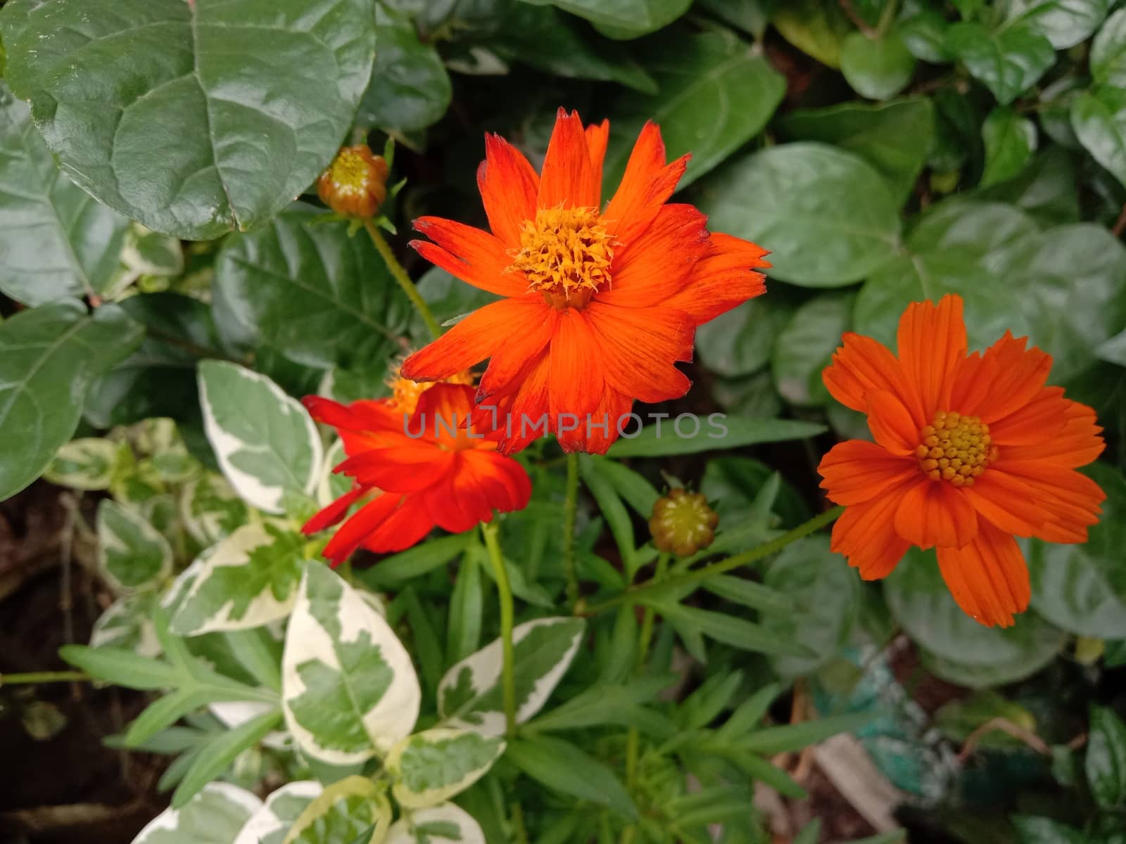 Red Color Flower With Green tree on Garden