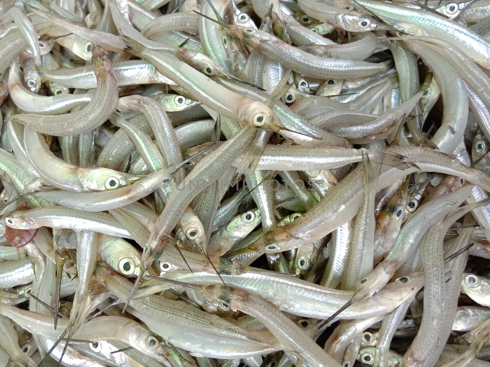 fresh tasty and healthy small fish stock on market