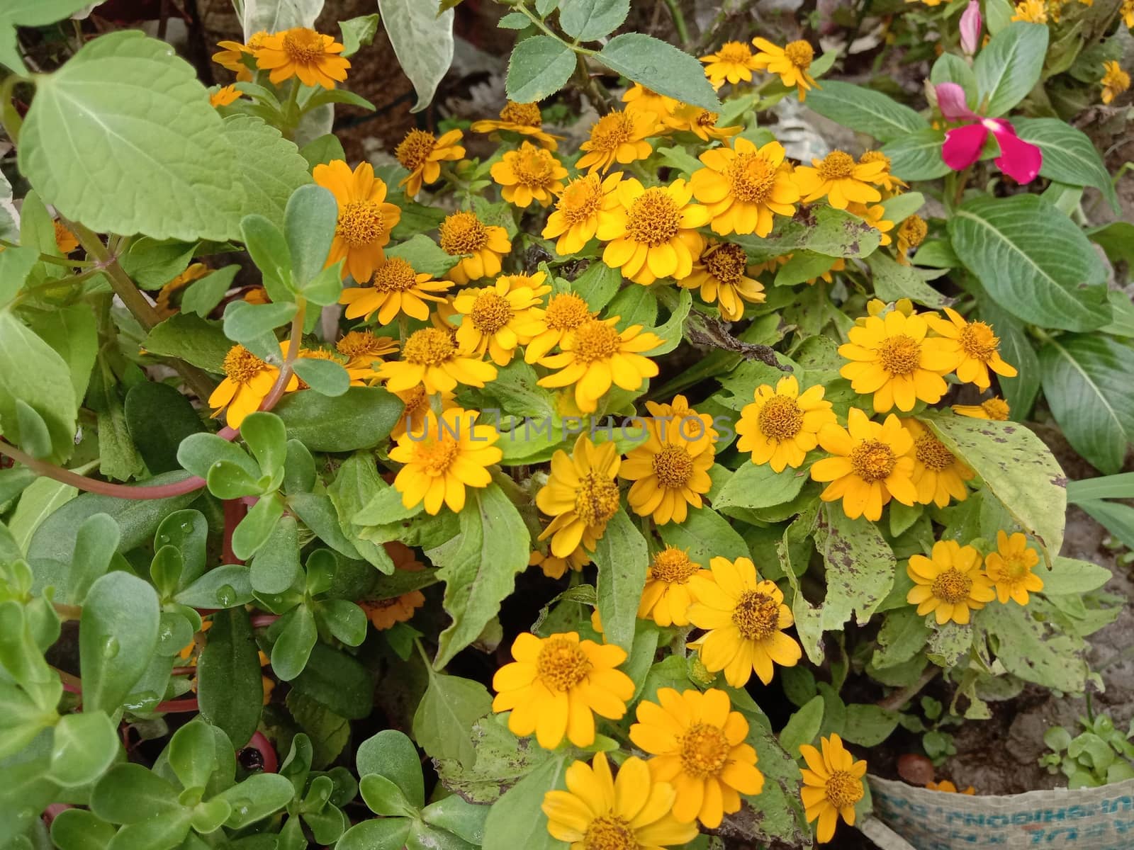 yellow Color Flower With Green tree on Garden