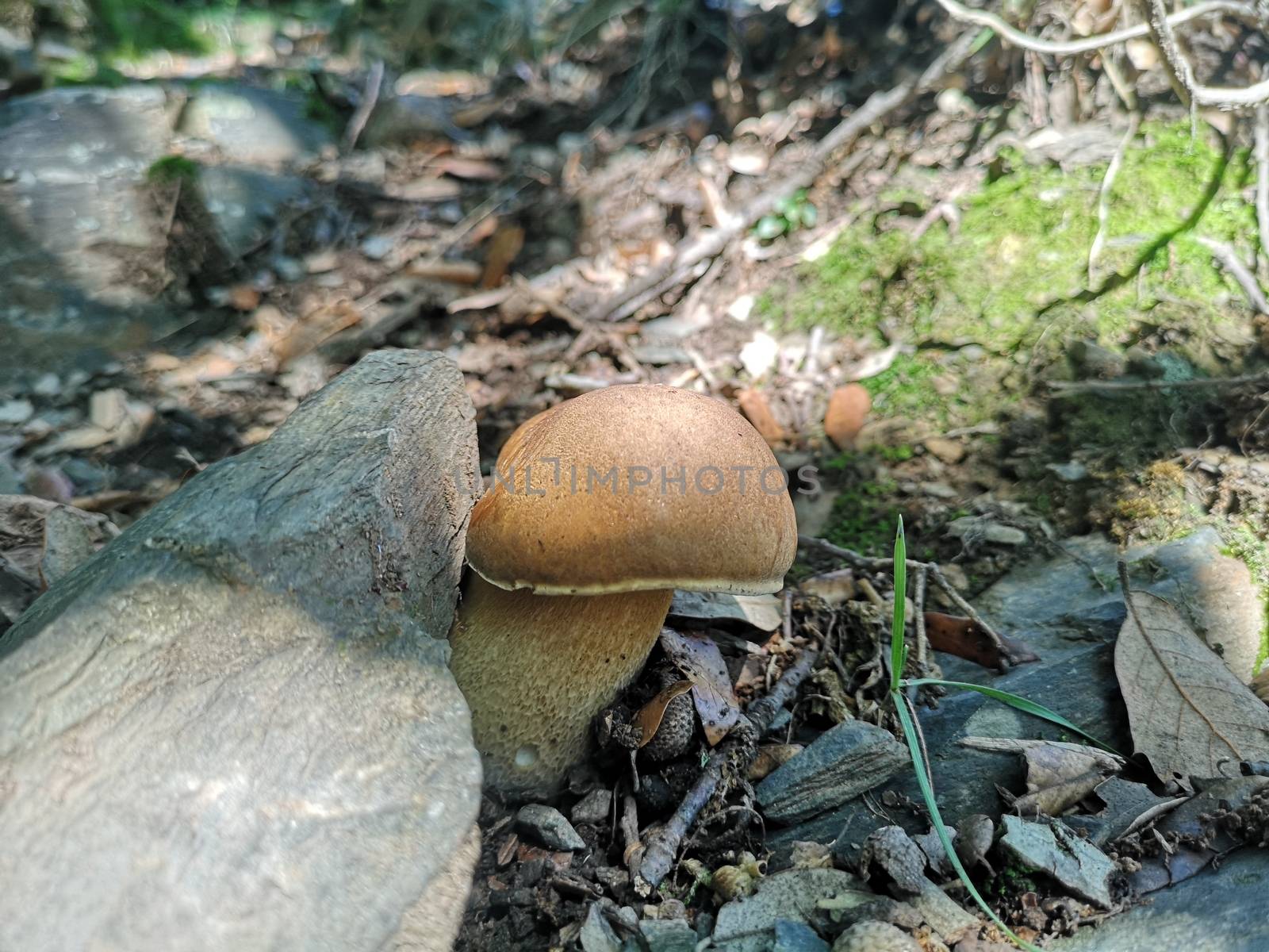 Boletus edulis, Montseny, Spain by vlad-m