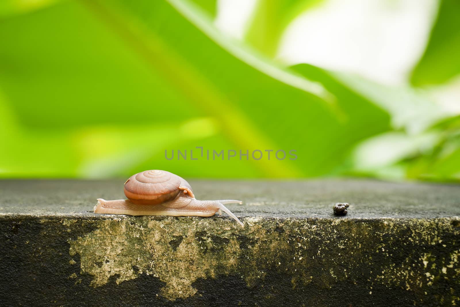 Close up creeping grape snail on the wall with blurry banana green leaf background. by chiawth