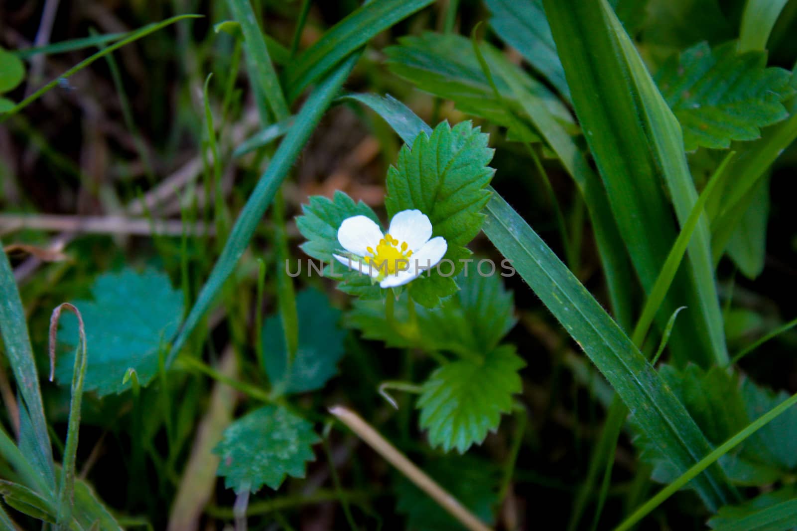 Wild strawberry flower in the grass. by mahirrov