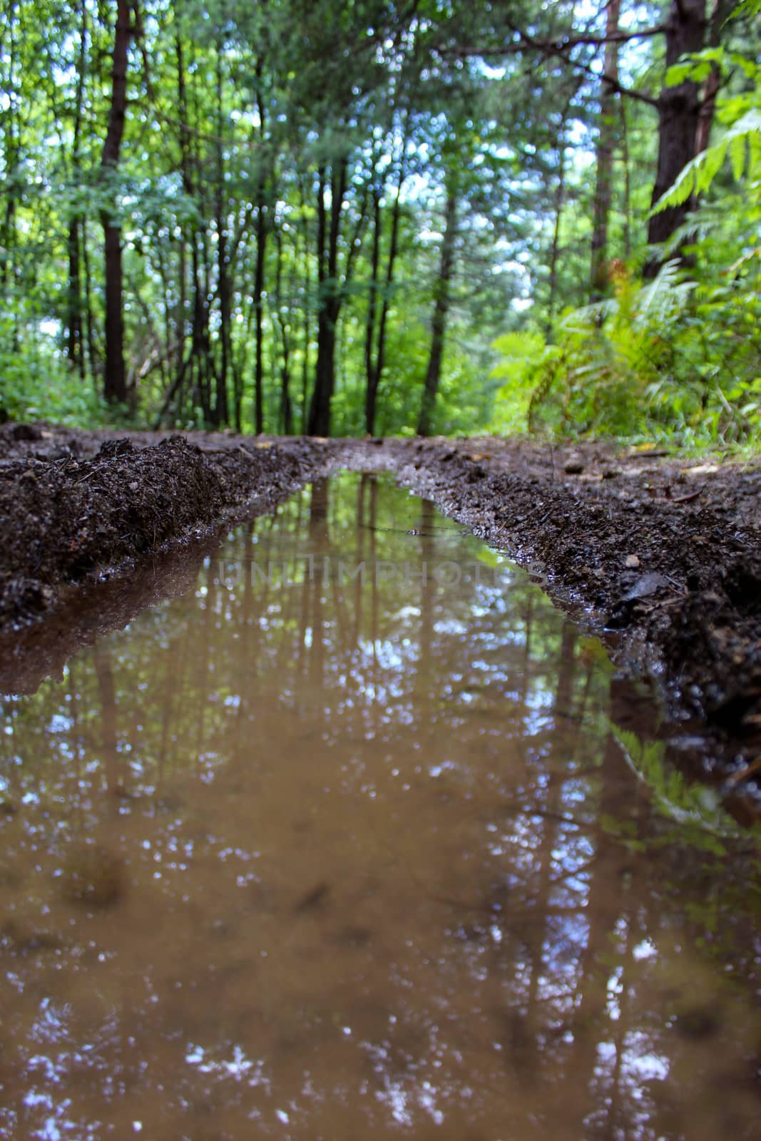 Water in traces of tires on the forest road. Forests of Bosnia and Herzegovina.