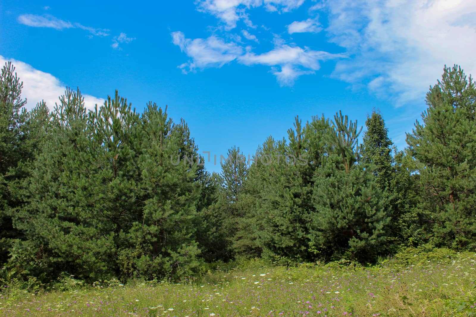 Pine forest with a meadow in front. Summer. by mahirrov