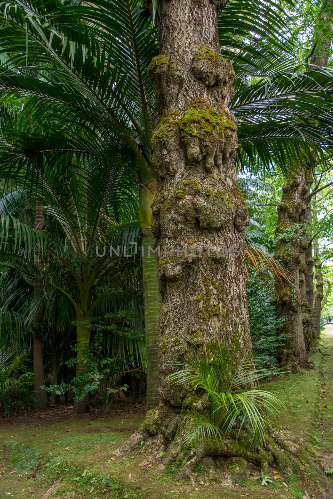 Walk on the Azores archipelago. Discovery of the island of Sao Miguel, Azores. Portugal. Furnas
