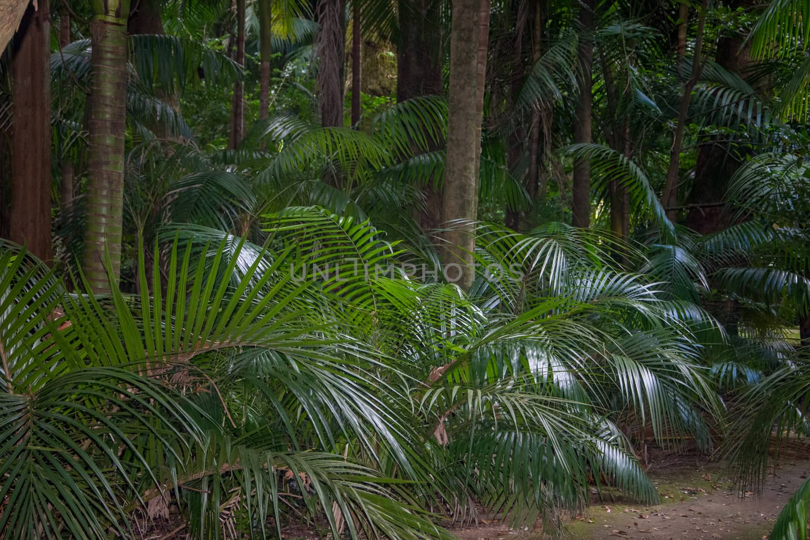Walk on the Azores archipelago. Discovery of the island of Sao Miguel, Azores. Portugal. Furnas