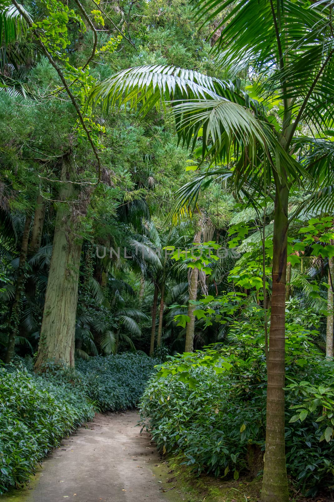 Walk on the Azores archipelago. Discovery of the island of Sao Miguel, Azores. Portugal. Furnas