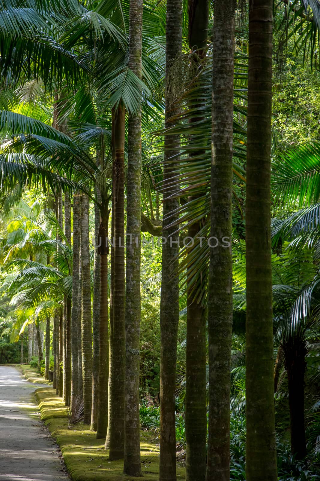 Walk on the Azores archipelago. Discovery of the island of Sao Miguel, Azores. Portugal. Furnas