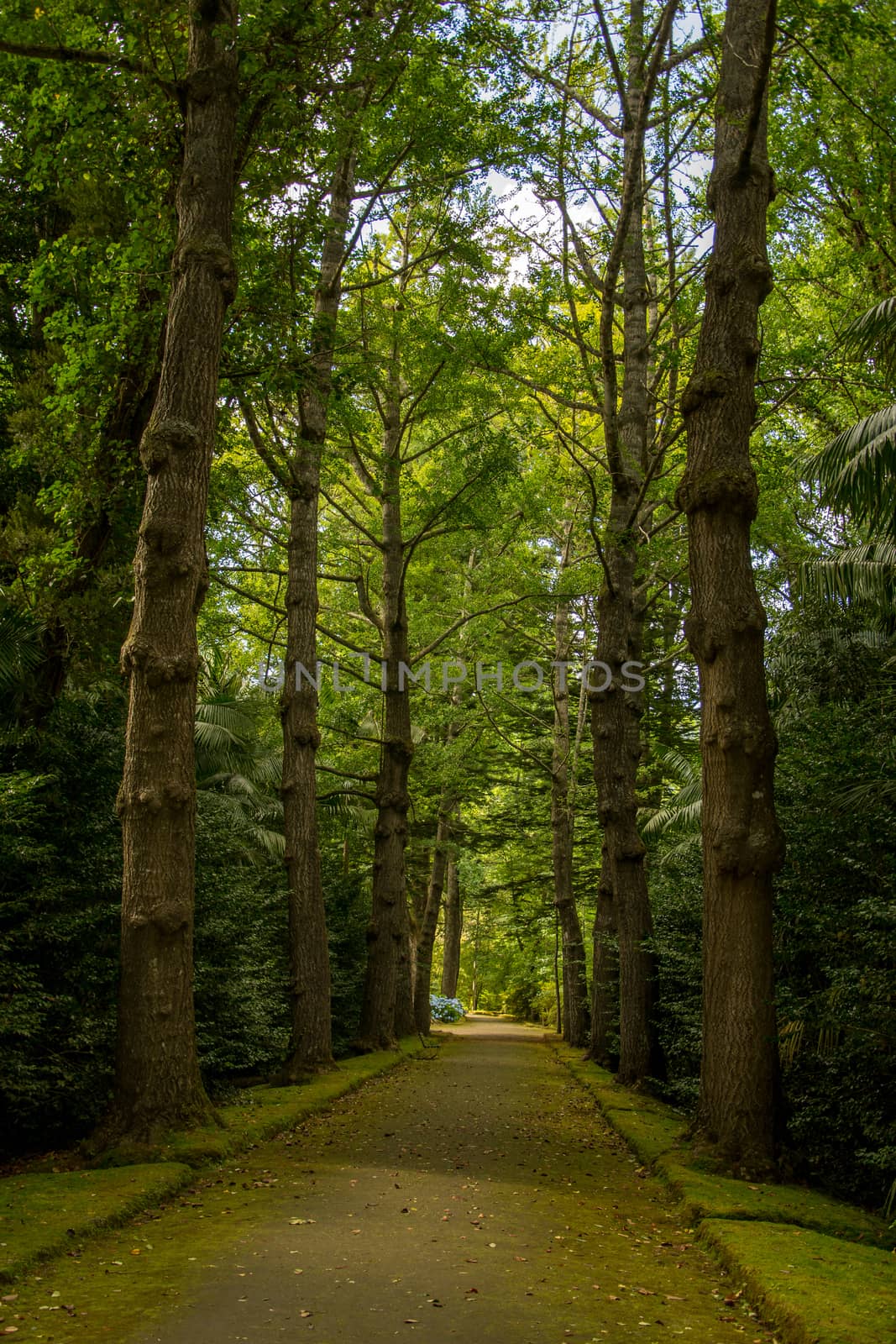 Walk on the Azores archipelago. Discovery of the island of Sao Miguel, Azores. Portugal. Furnas