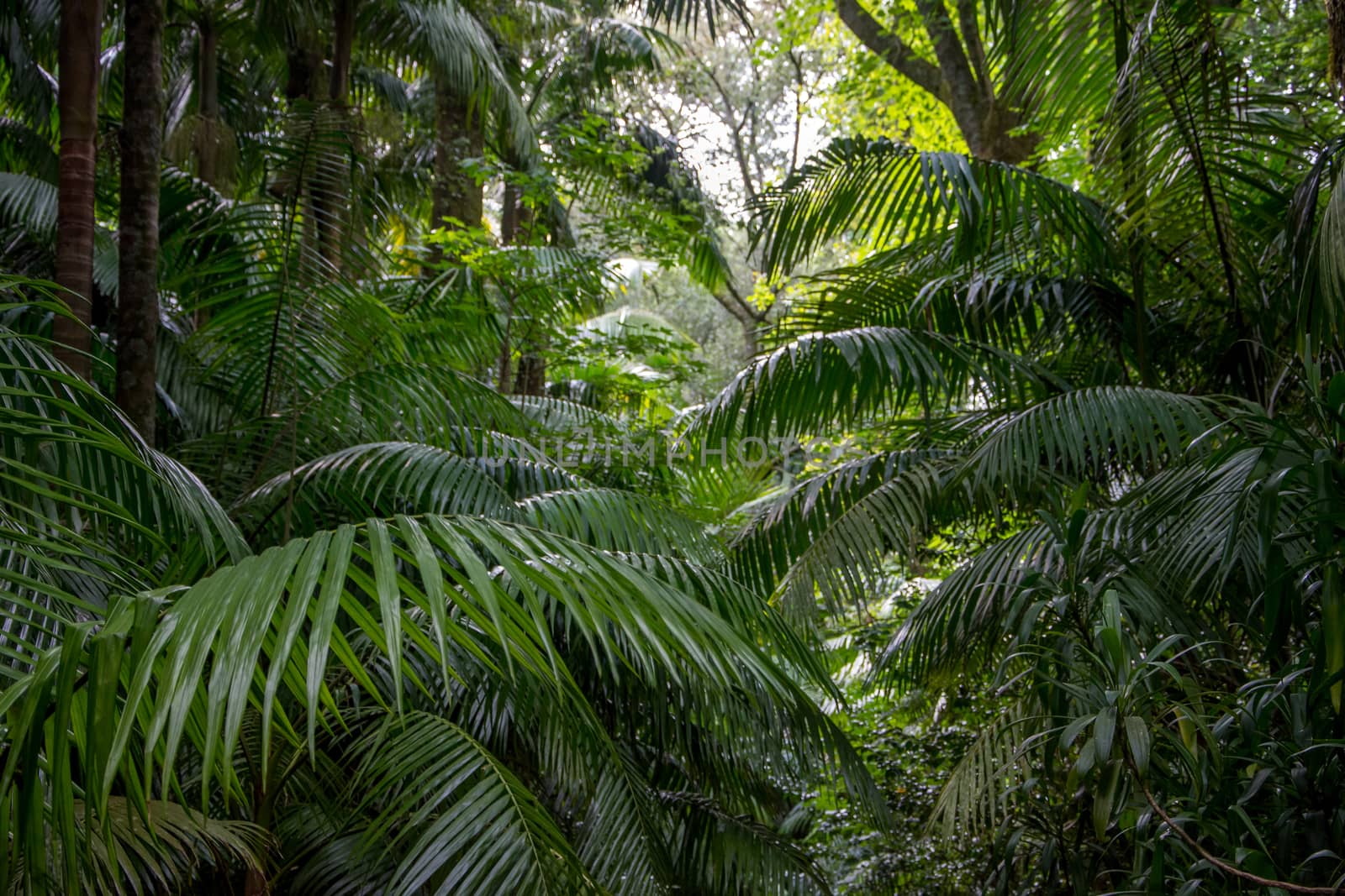 Walk on the Azores archipelago. Discovery of the island of Sao Miguel, Azores. Portugal. Furnas