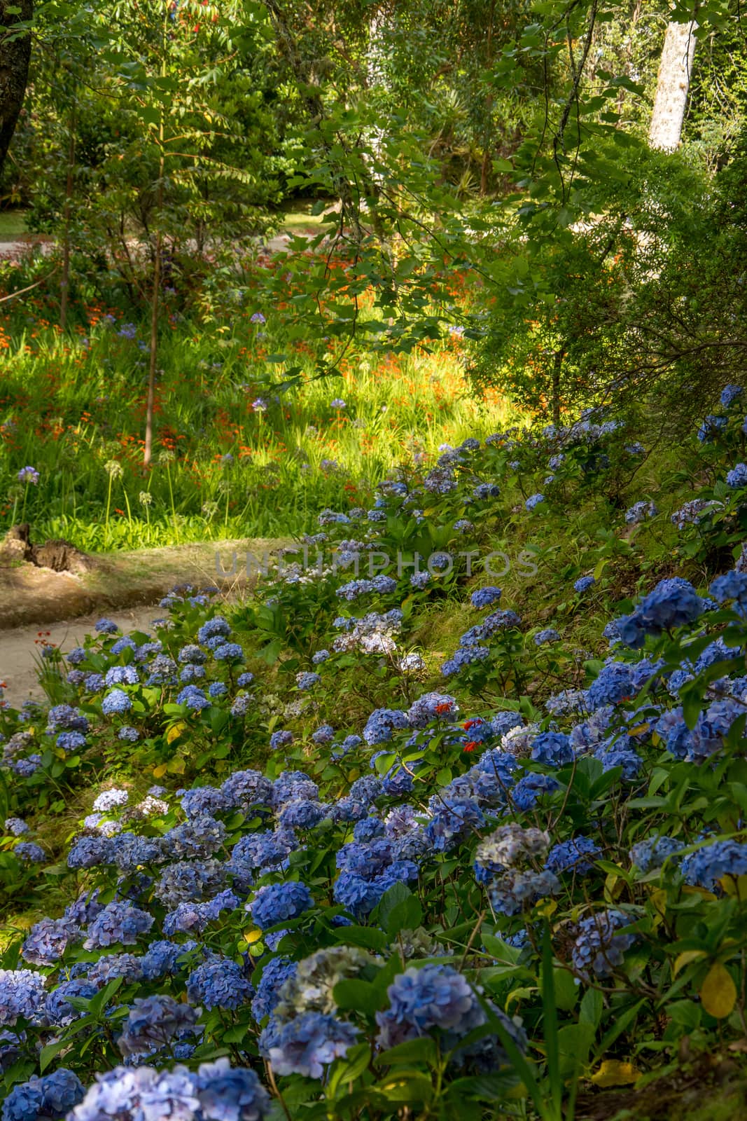 Walk on the Azores archipelago. Discovery of the island of Sao Miguel, Azores. Portugal. Furnas