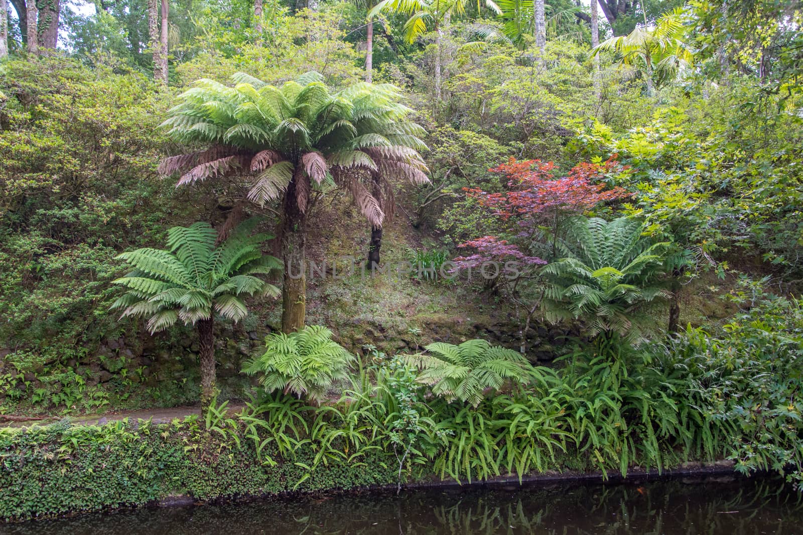 Walk on the Azores archipelago. Discovery of the island of Sao Miguel, Azores. Portugal. Furnas