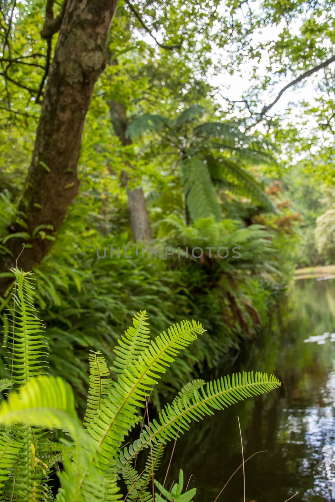 Walk on the Azores archipelago. Discovery of the island of Sao Miguel, Azores. Portugal. Furnas