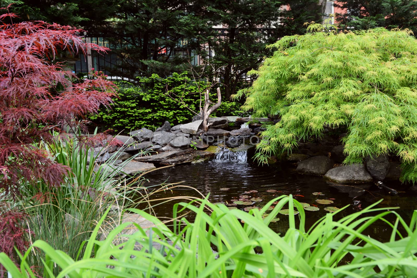 Small lily pond in Jefferson Market Garden, New York City by sarahdoow