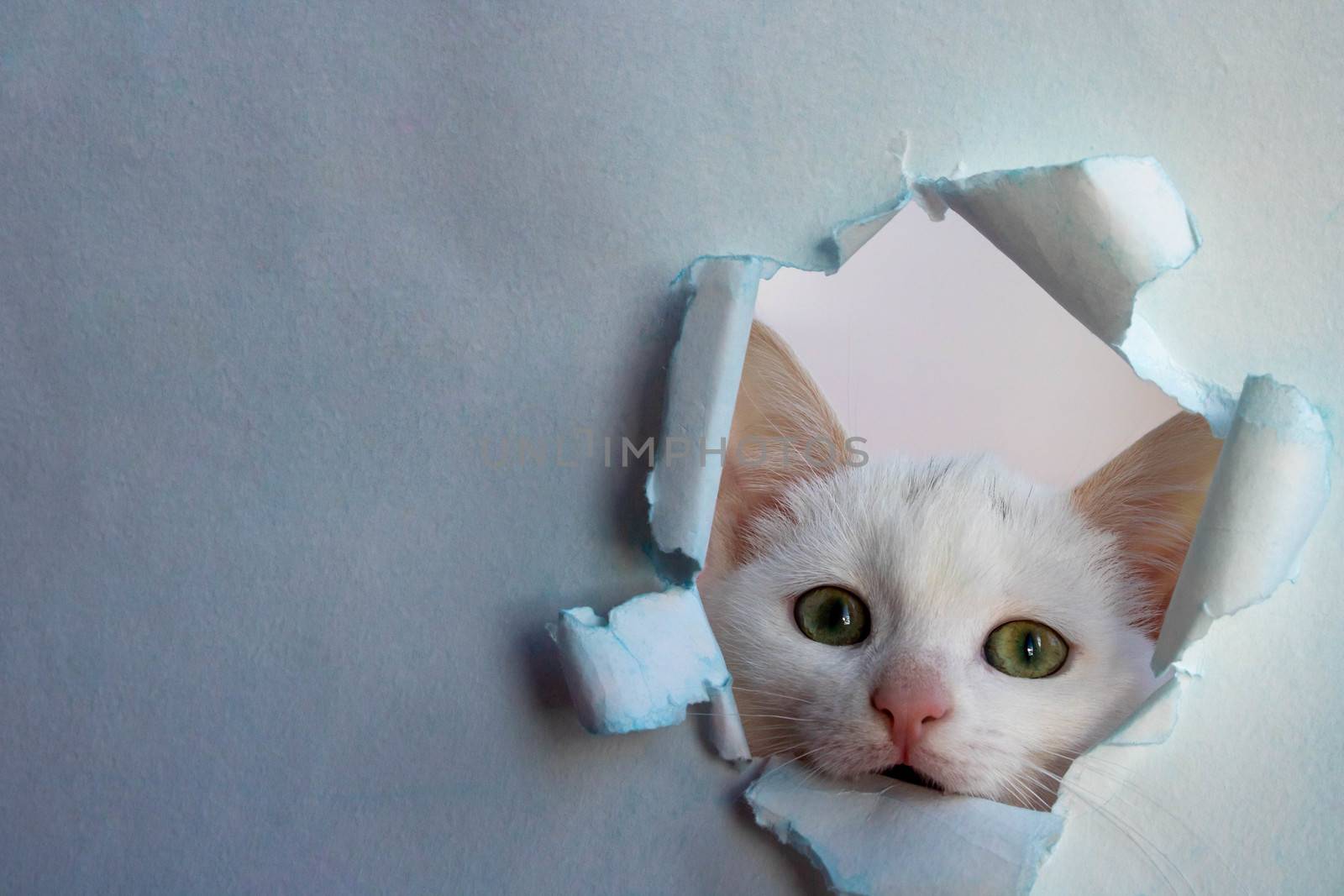 White beautiful cute cat looks out of a hole in the blue paper. The conceptual form for registration of a veterinary medicine, copy space.