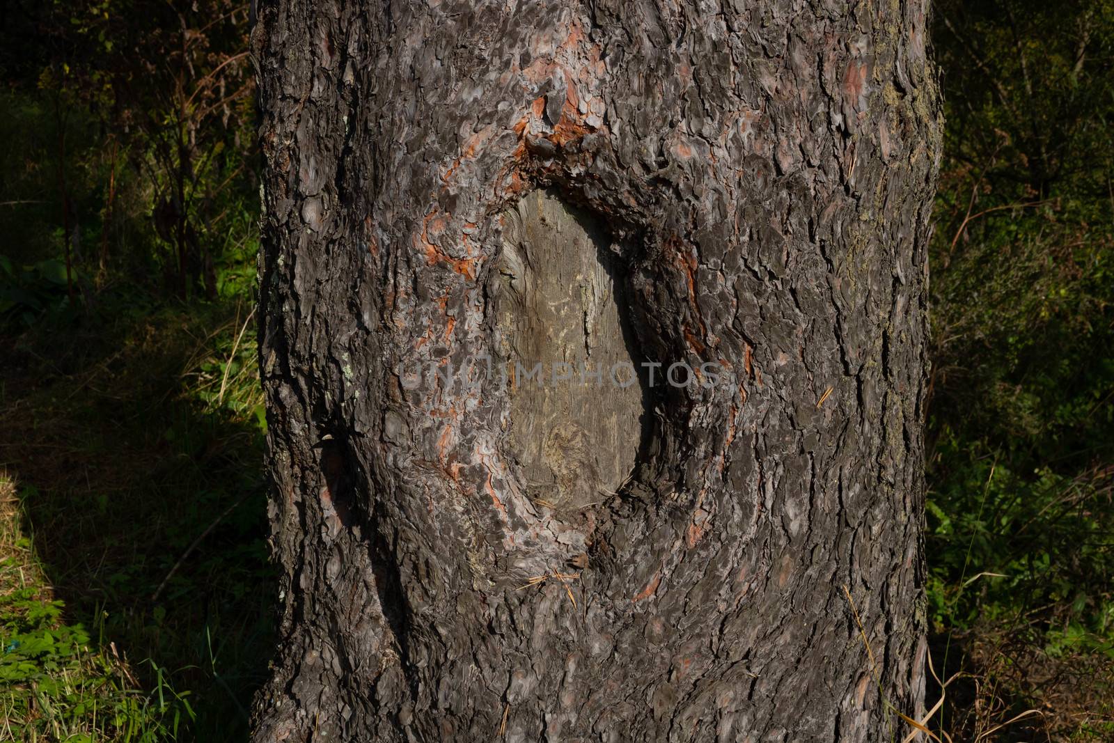 The pine tree, the texture of bark, hollow. Close up.