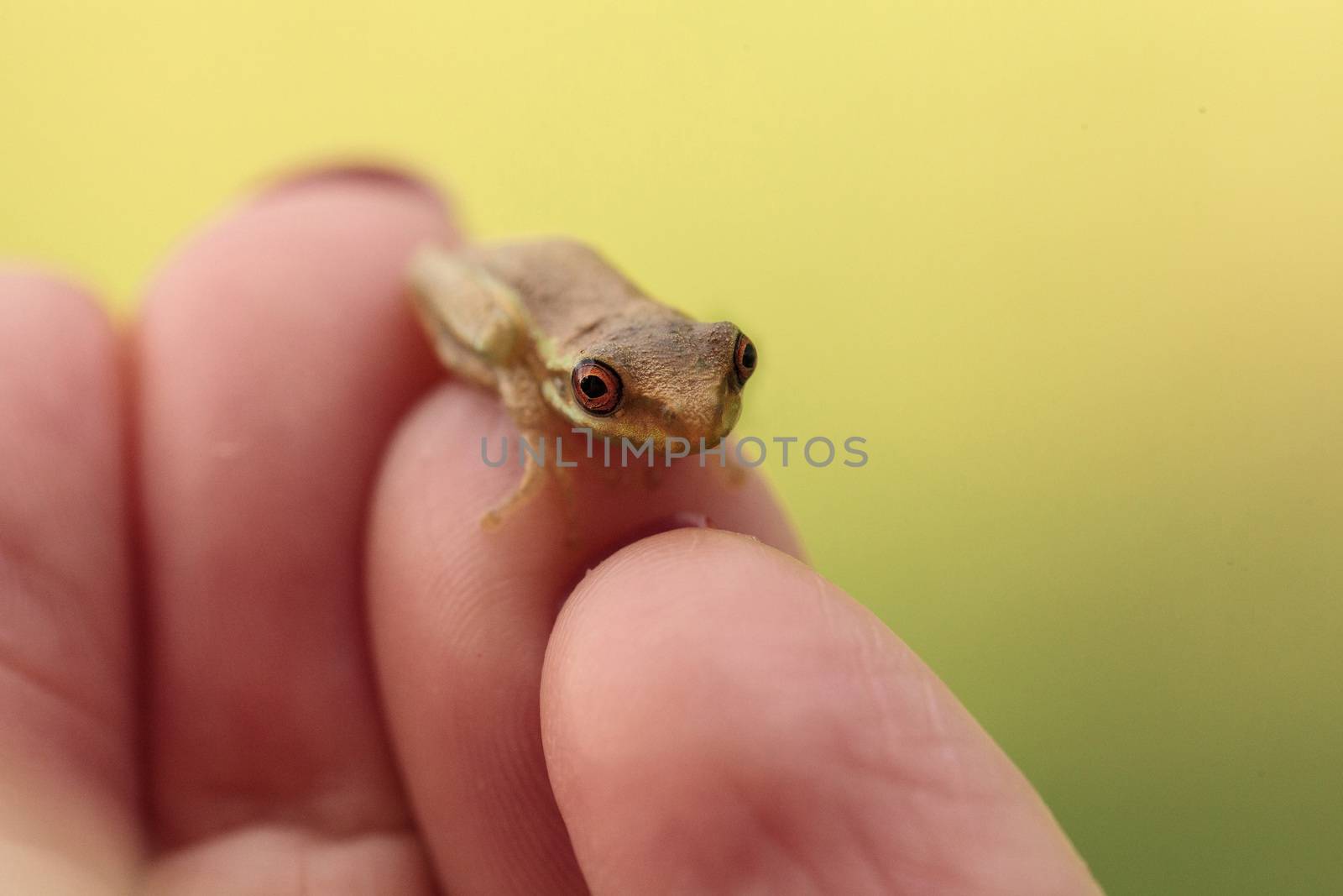 Tiny Baby pine woods tree frog Dryphophytes femoralis perched on female fingers in Naples, Florida.
