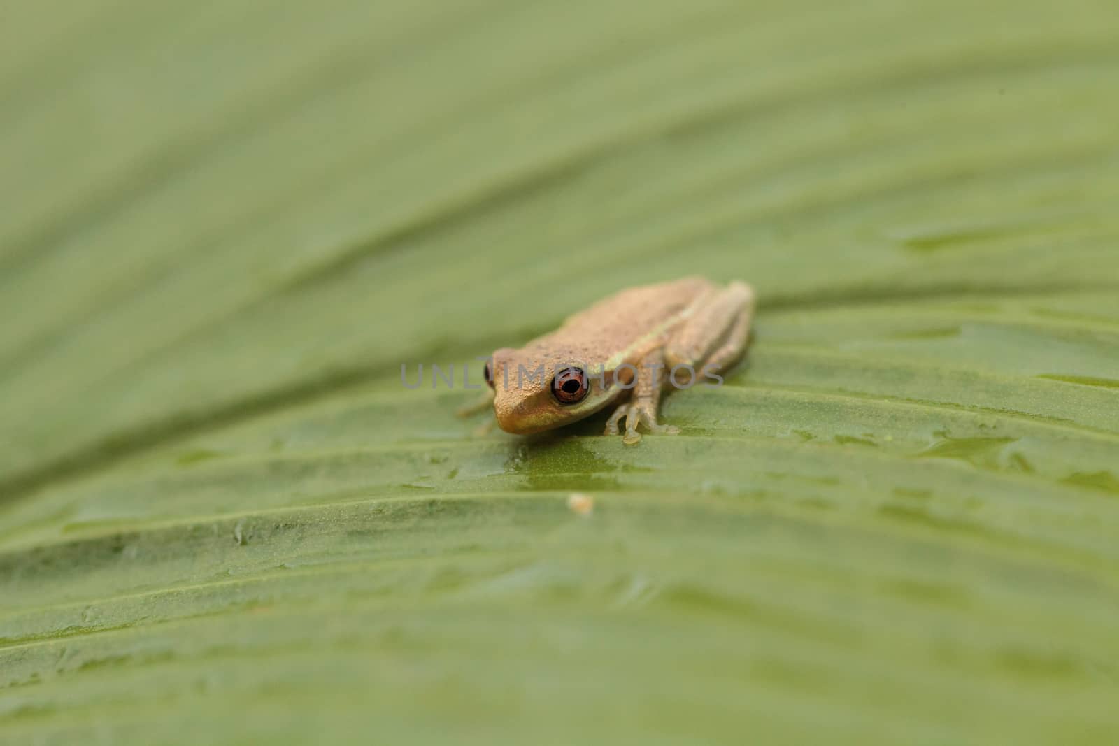 Baby pine woods tree frog Dryphophytes femoralis perched on a green ginger leaf in Naples, Florida.