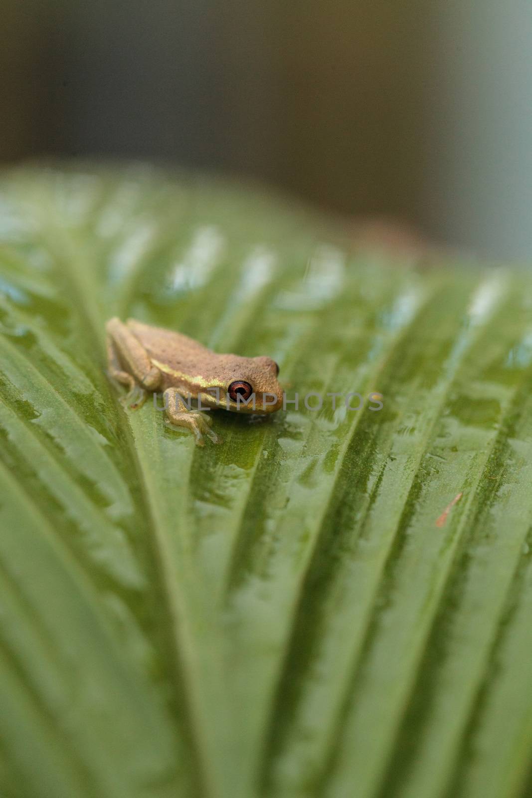 Baby pine woods tree frog Dryphophytes femoralis perched on a gr by steffstarr