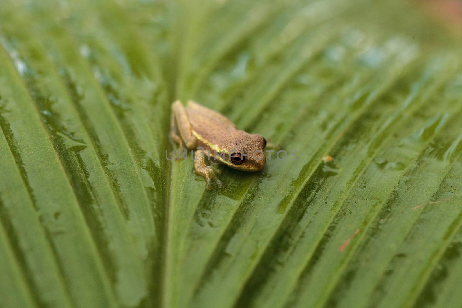 Baby pine woods tree frog Dryphophytes femoralis perched on a gr by steffstarr