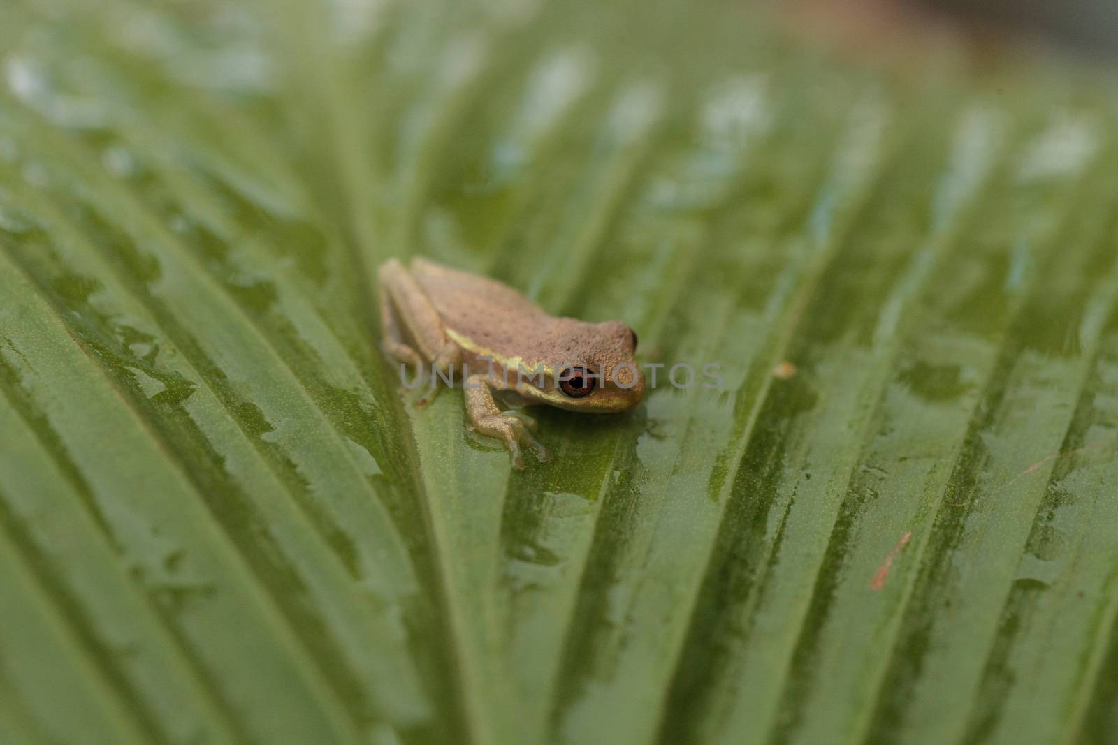 Baby pine woods tree frog Dryphophytes femoralis perched on a gr by steffstarr