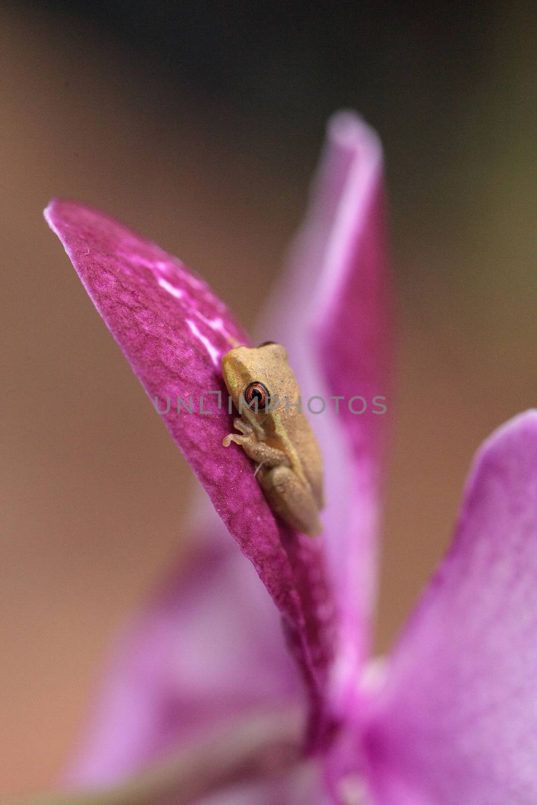 Green Baby pine woods tree frog Dryphophytes femoralis perched on an orchid flower in Naples, Florida.